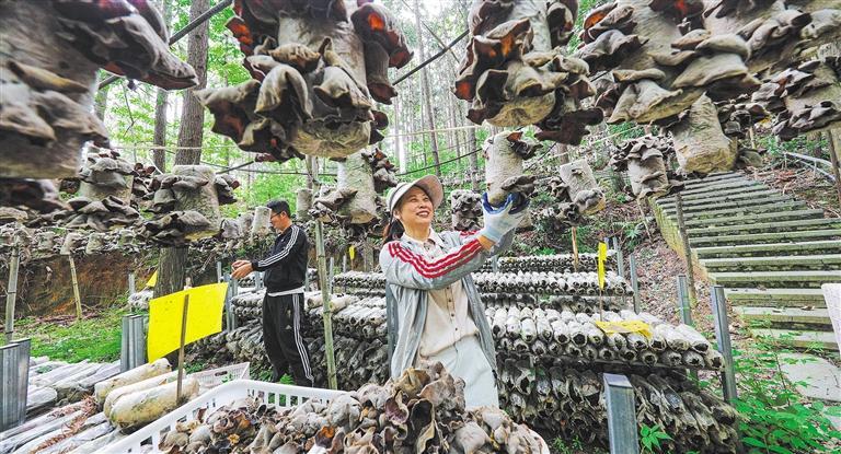 发展产业调研】林下生金冰球突破平台【高质量(图3)